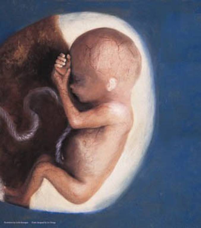 Three month fetus