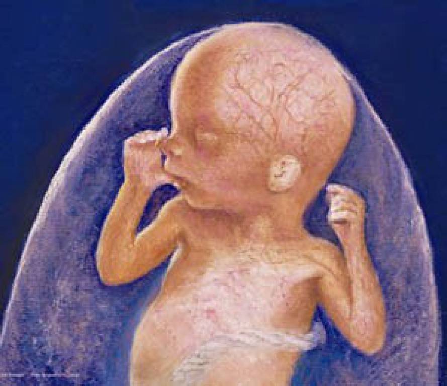 Baby at five months in the womb